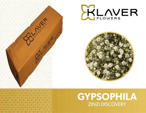 Gypsophila paniculata Zinzi Discovery