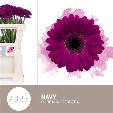 Gerbera mini 'Navy'