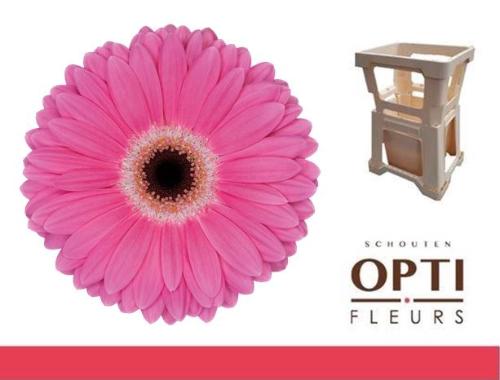 Gerbera grootbloemig 'Dreamer'