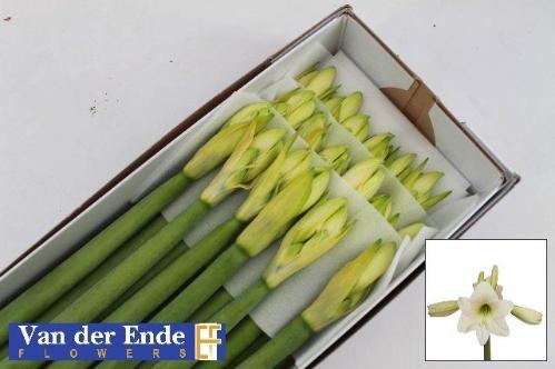 Hippeastrum Diamond Grp 'Costa Blanca'