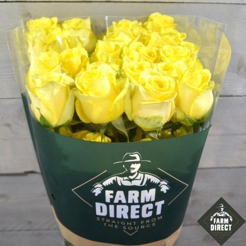 Rosa grootbloemig overig