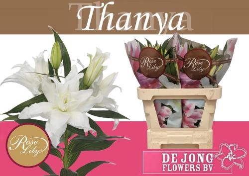 Lilium (Oriental Grp) dubbel Roselily Tanya