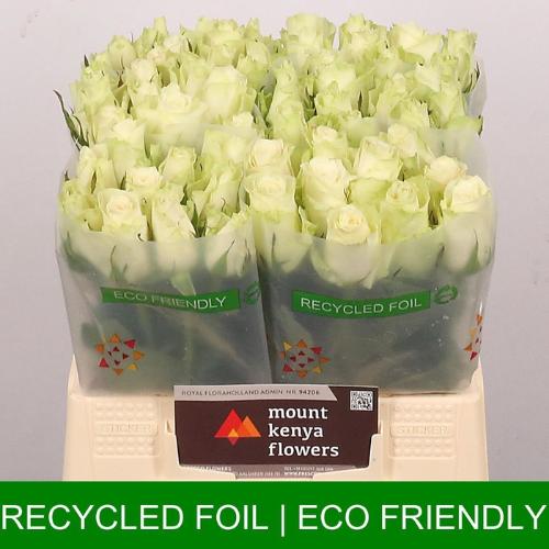 Rosa grootbloemig Athena