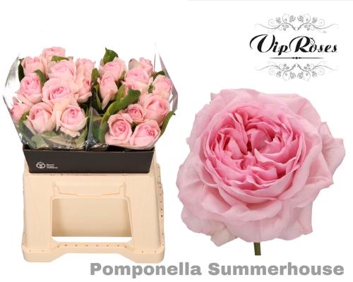 Rosa grootbloemig overig