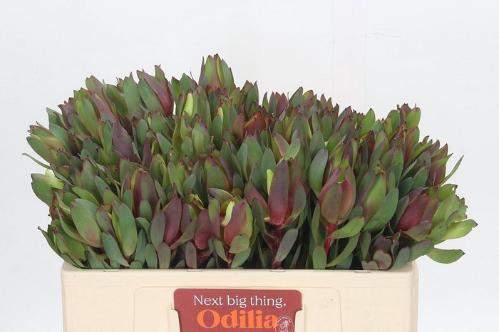 Leucadendron 'Senorita'