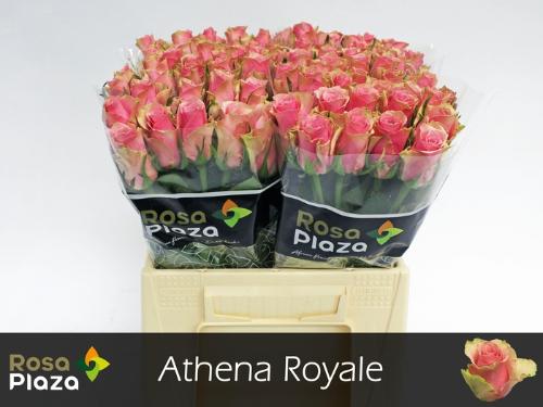 Rosa grootbloemig Athena Royale
