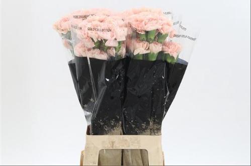 Dianthus standaard 'Noviado'