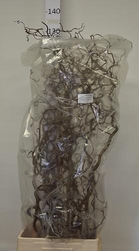Corylus avellana 'Contorta'