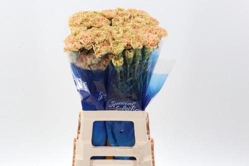 Dianthus standaard Ambar