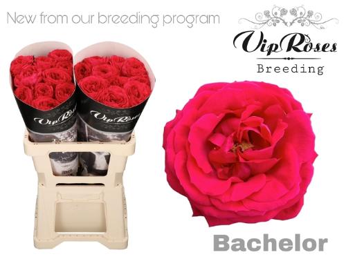 Rosa grootbloemig Bachelor