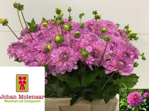 Dahlia (Decorative Grp) 'Ariko 123-16'