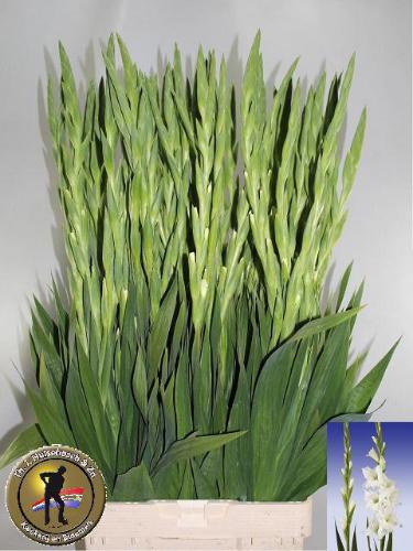 Gladiolus grootbloemig 'Serena'