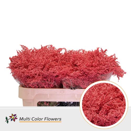 Solidago kleurbehandeld H%