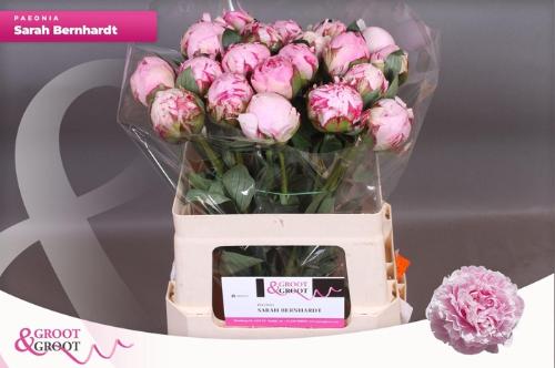 Paeonia Lactiflora Grp 'Sarah Bernhardt'