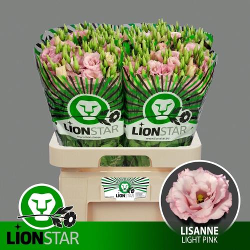 Eustoma russellianum gevuldbloemig Lisanne Light Pink