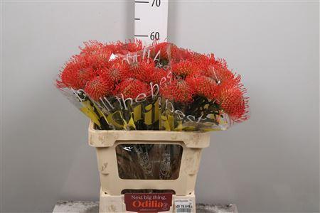 Leucospermum cordifolium 'Succession'