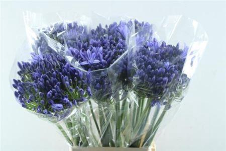 Agapanthus (Funnel Grp) 'Arctic Ocean'