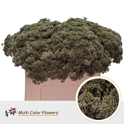 Sedum kleurbehandeld H%