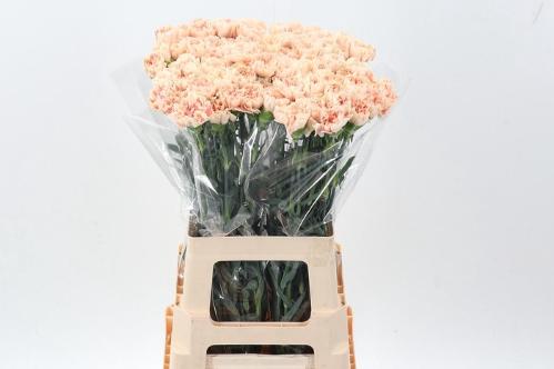 Dianthus standaard 'Apple Tea'