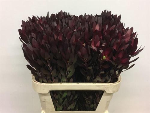 Leucadendron 'Safari Sunset'