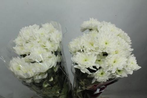 Chrysanthemum Indicum Grp tros Olaf