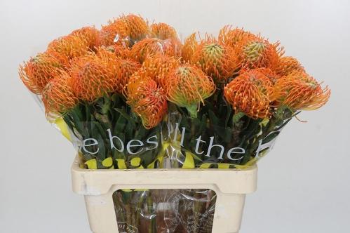 Leucospermum lineare Ayoba Peach
