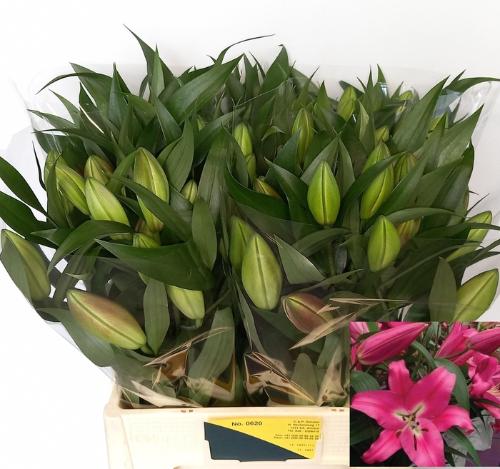 Lilium (OT-hybrids Grp) 'Corvette'