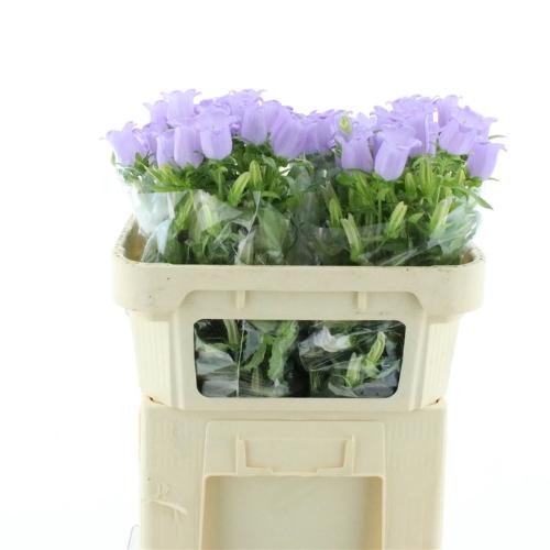 Campanula medium 'Champion Lavender'