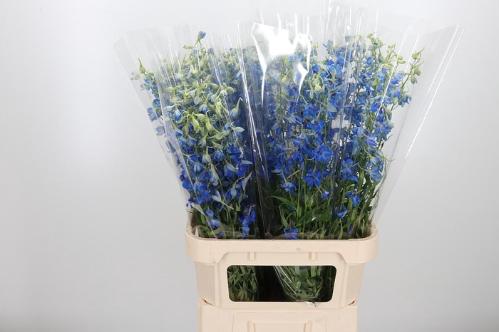 Delphinium Belladonna Grp enkelbloemig 'Volkerfrieden'