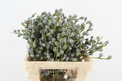 Eucalyptus globulus per bos