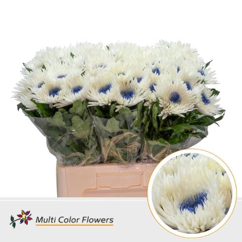 Chrysanthemum geplozen kas kleurbehandeld H%