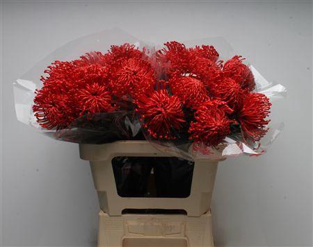 Leucospermum cordifolium overig