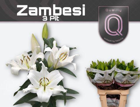 Lilium Oriental x Trumpet Grp 'Zambesi'
