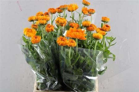 Calendula officinalis 'Green Spot Orange'