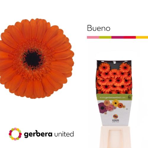 Gerbera mini 'Bueno'