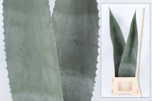 Agave americana (blad)