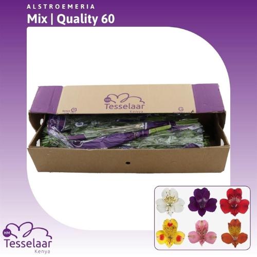 Alstoemeria gemengd in fust