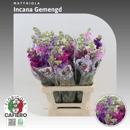 Matthiola incana gemengd