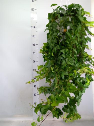 Hedera helix 'Mein Herz'