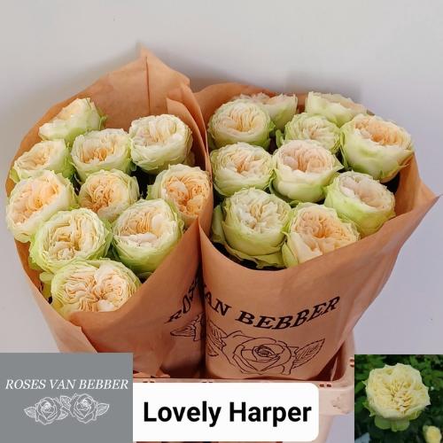 Rosa grootbloemig Lovely Harper!