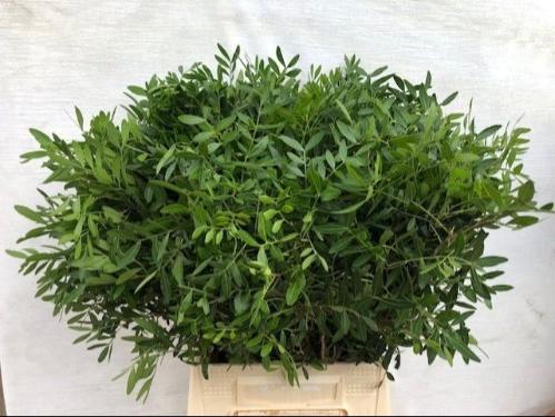 Pistacia sp. (blad)
