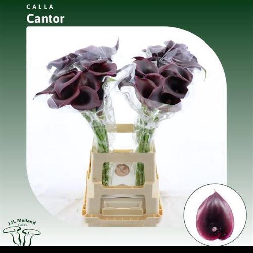 Zantedeschia 'Cantor'
