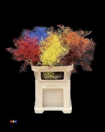 Limonium overig kleurbehandeld H%