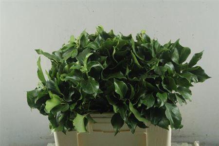 Hedera per bos