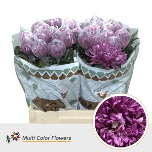 Chrysanthemum (Indicum Grp) geplozen Antonov kleurbehandeld H%