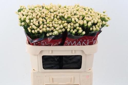 Hypericum androsaemum Cool Romance