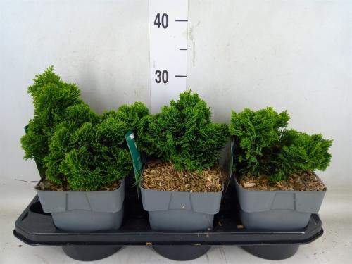Chamaecyparis obtusa 'Nana Gracilis'
