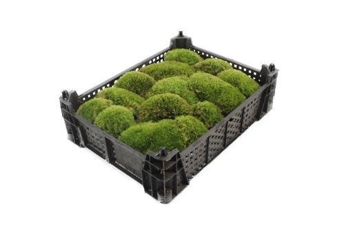 Leucobryum glaucum