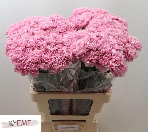 Dianthus standaard Clearwater