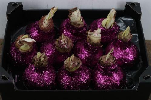 Hippeastrum bol gewaxt H%